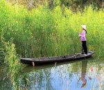 Mùa điên điển nở